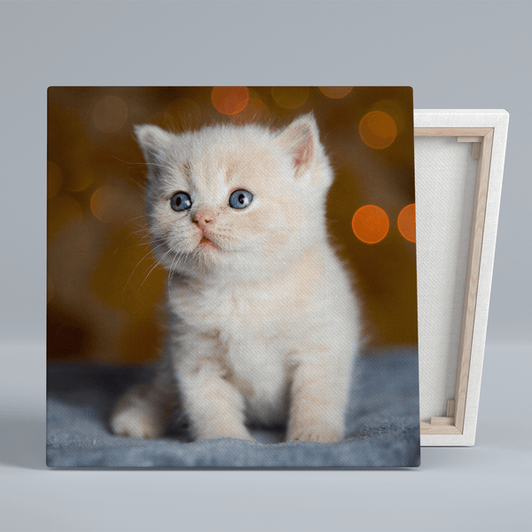 Kwadratowe zdjęcie kota - druk na płótnie, spersonalizowany prezent - Adamell.pl