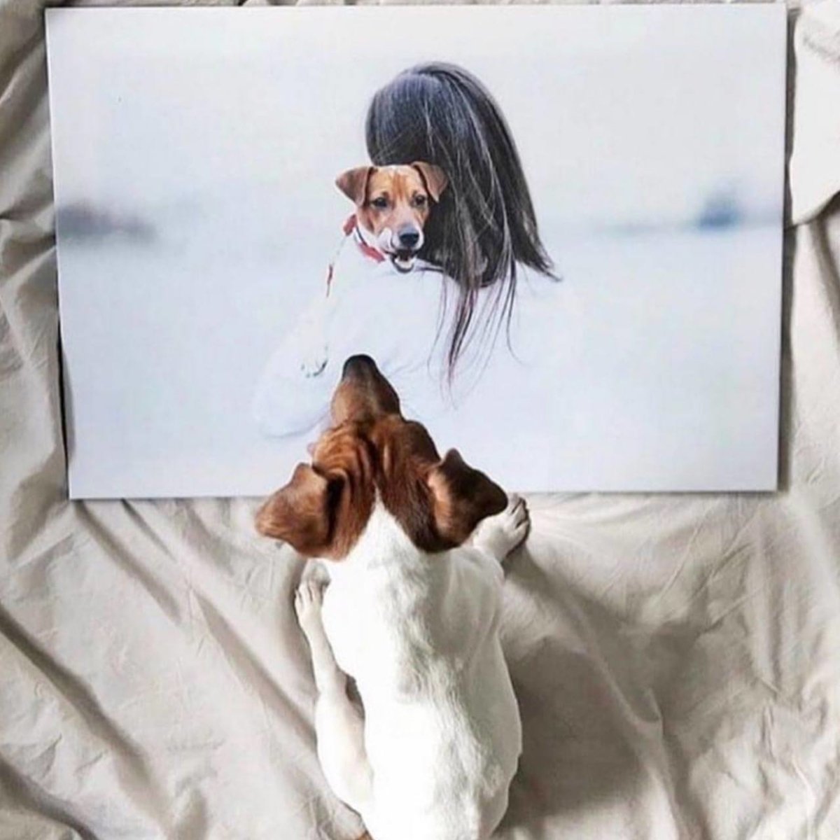 Zdjęcie na płótnie | Prezent dla właściciela psa | Wydruk na płótnie - Adamell.pl - Wyjątkowe Prezenty