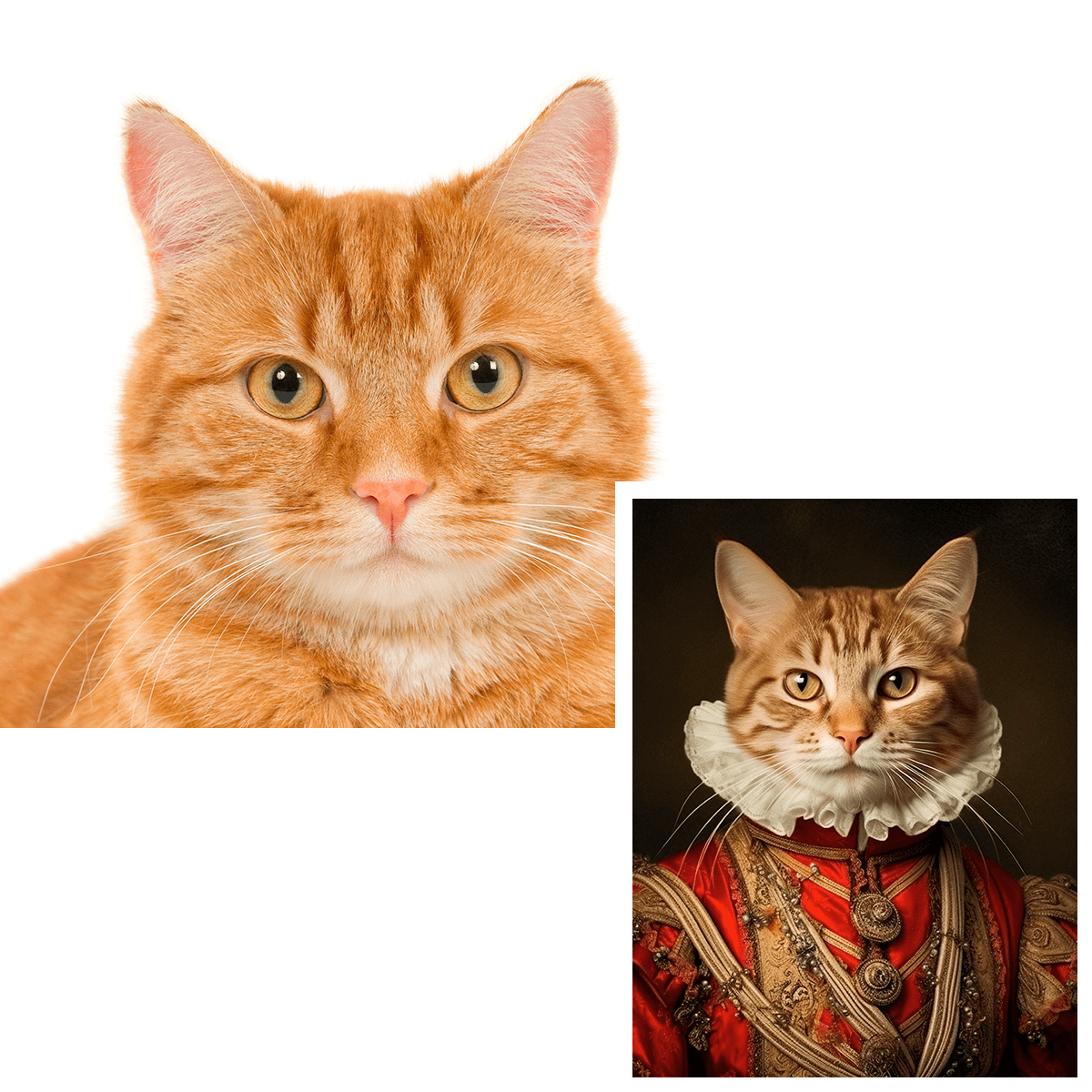 Kot szlachcic - druk na płótnie, spersonalizowany prezent dla miłośnika kotów - Adamell.pl