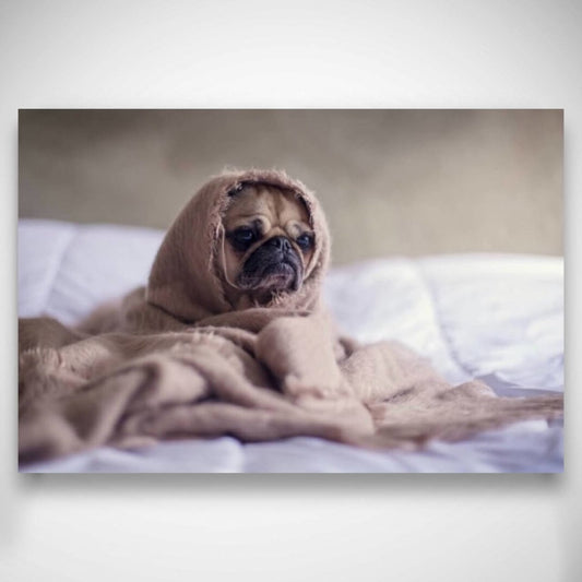 Zdjęcie na płótnie | Prezent dla właściciela psa | Wydruk na płótnie - Adamell.pl - Wyjątkowe Prezenty
